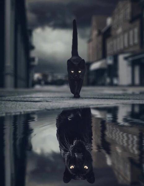 Poster Motivation Cat Lion Water Mirror | without frame
