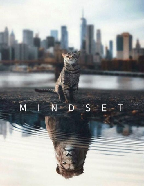 Poster Motivation Cat Lion Water Mirror | without frame