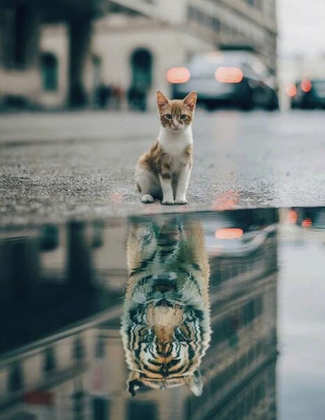 Poster Motivation Cat Lion Water Mirror | without frame