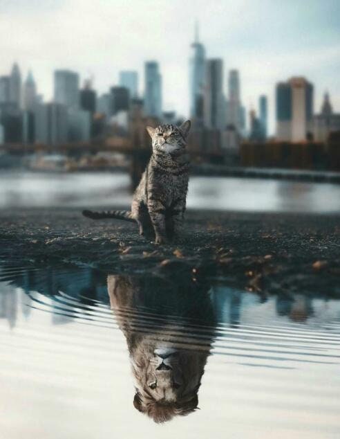 Poster Motivation Cat Lion Water Mirror | without frame