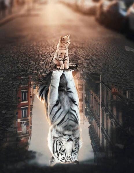 Poster Motivation Cat Lion Water Mirror | without frame