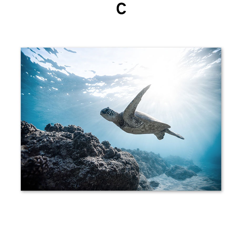 Poster Underwater World Diver Turtle | without frame